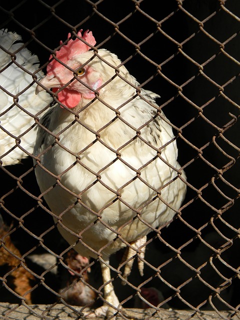 善球队的战 善球队的战